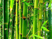 Бамбук экстракт
